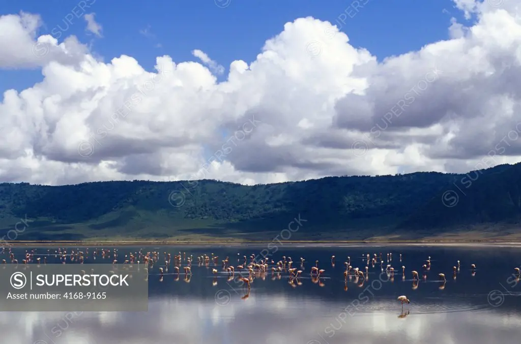 Tanzania, Ngorongoro Crater, Flamingos Feeding