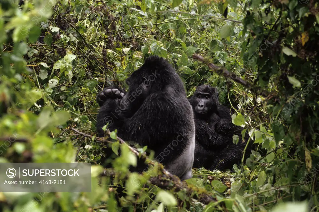 Uganda, Bwindi Impenetrable Forest, Mountain Gorillas, Silverback And Female