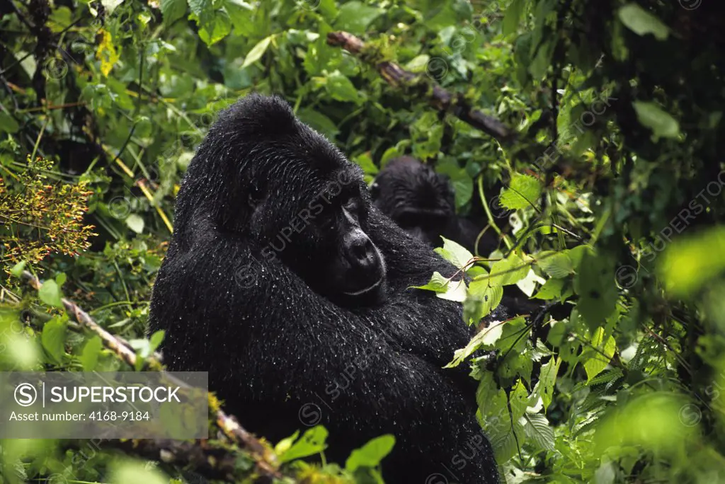 Uganda, Bwindi Impenetrable Forest, Mountain Gorillas, Silverback Sitting In Rain