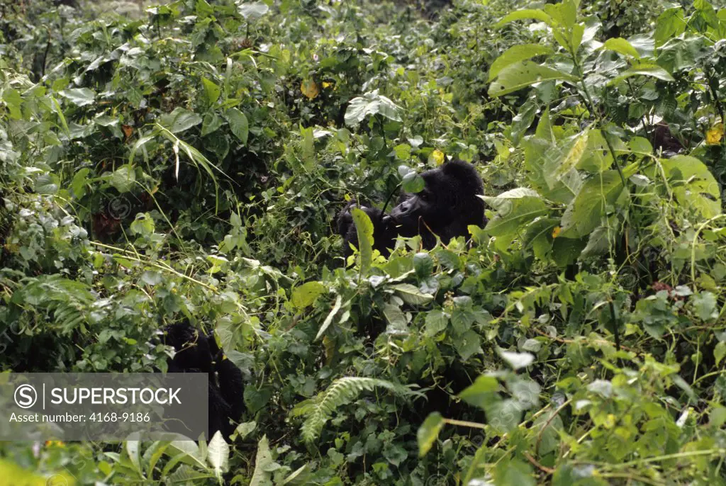 Uganda, Bwindi Impenetrable Forest, Mountain Gorillas, Silverback Feeding