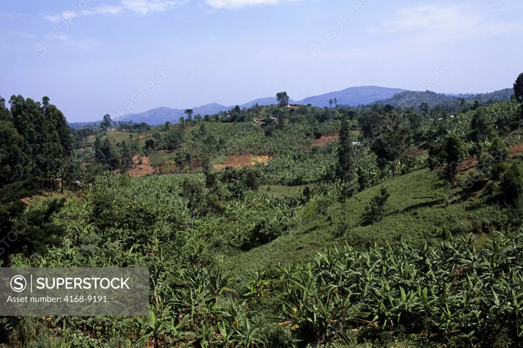 Uganda, Near Bwindi, Kanungu Hills, Landscape With Farms, Fields And Banana Plantations