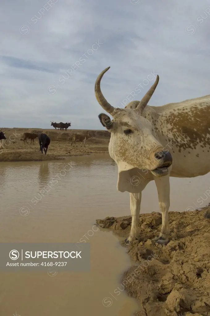 Mali, Bandiagara, Cattle At Waterhole, Drinking