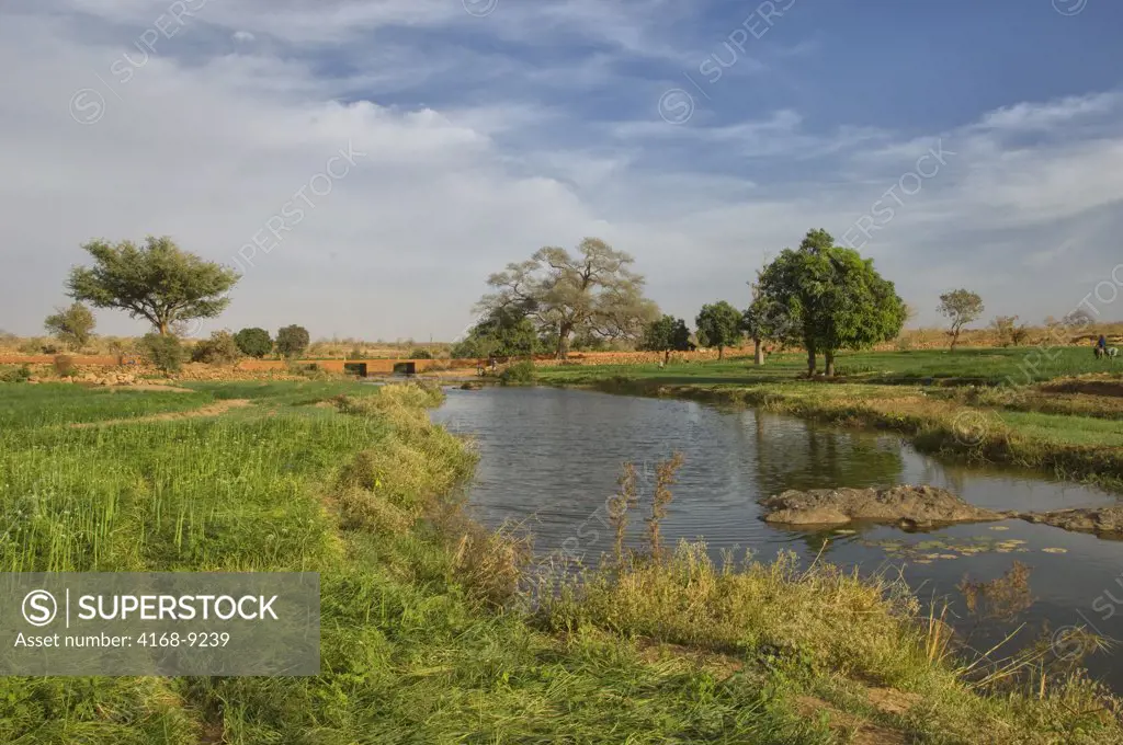 Mali, Near Bandiagara, Dogon Country, Near Djiguibombo Village, Onion Fields Along River, Cash Crop