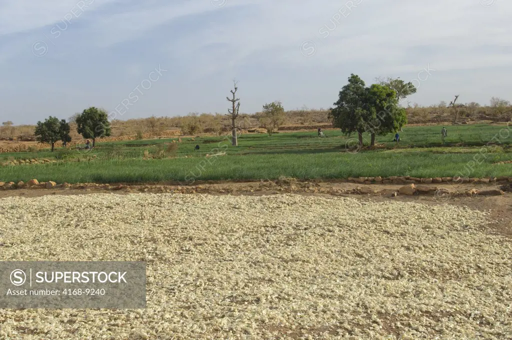 Mali, Near Bandiagara, Dogon Country, Near Djiguibombo Village, Onion Fields, Cash Crop, Onions Being Dried