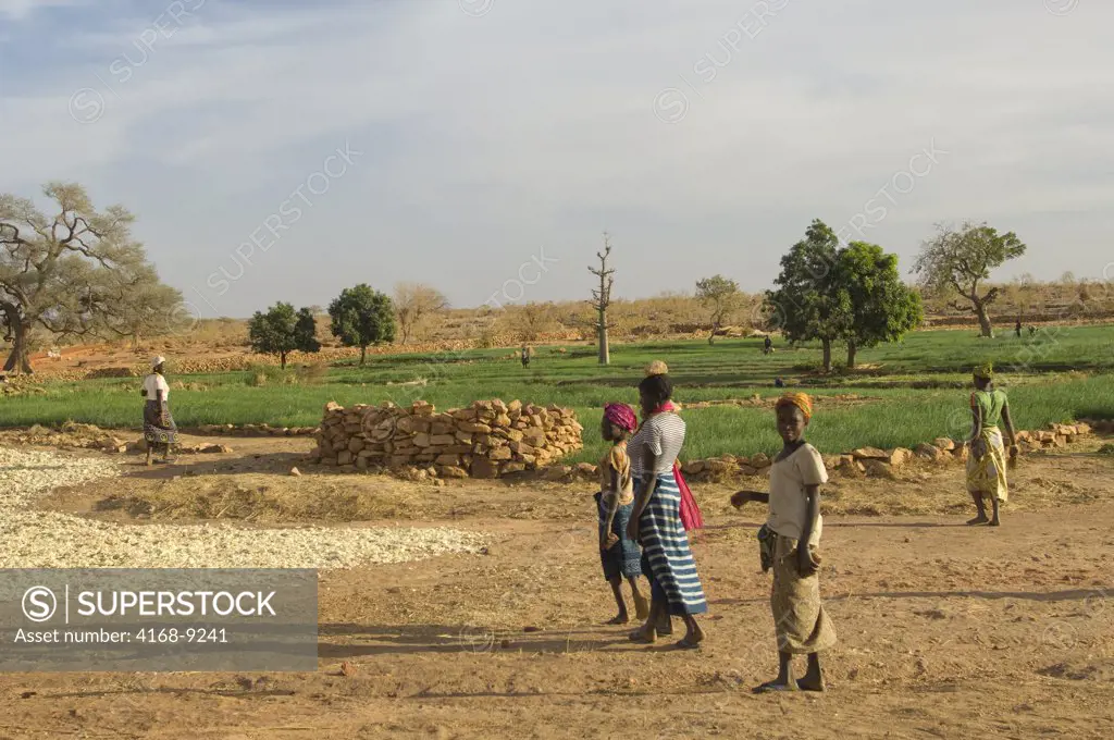 Mali, Near Bandiagara, Dogon Country, Near Djiguibombo Village, Onion Fields, Onions Being Dried, Cash Crop, People