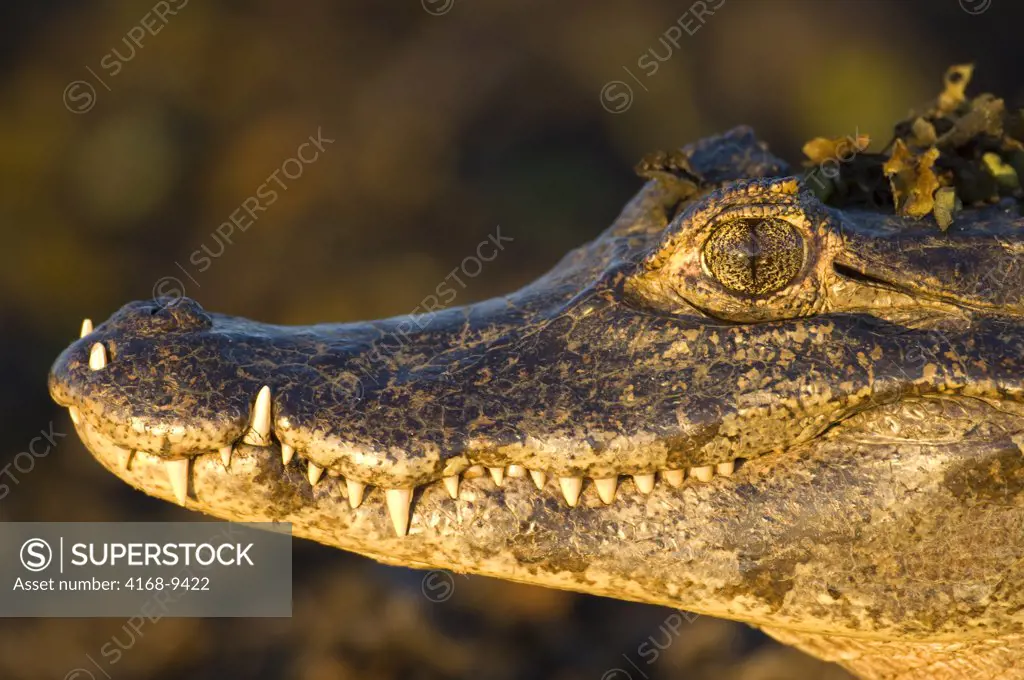Brazil, Mato Grosso, Pantanal, Refugio Ecologico Caiman, Paraguayan Caiman, Caiman Crocodilus Yacare, Close-Up