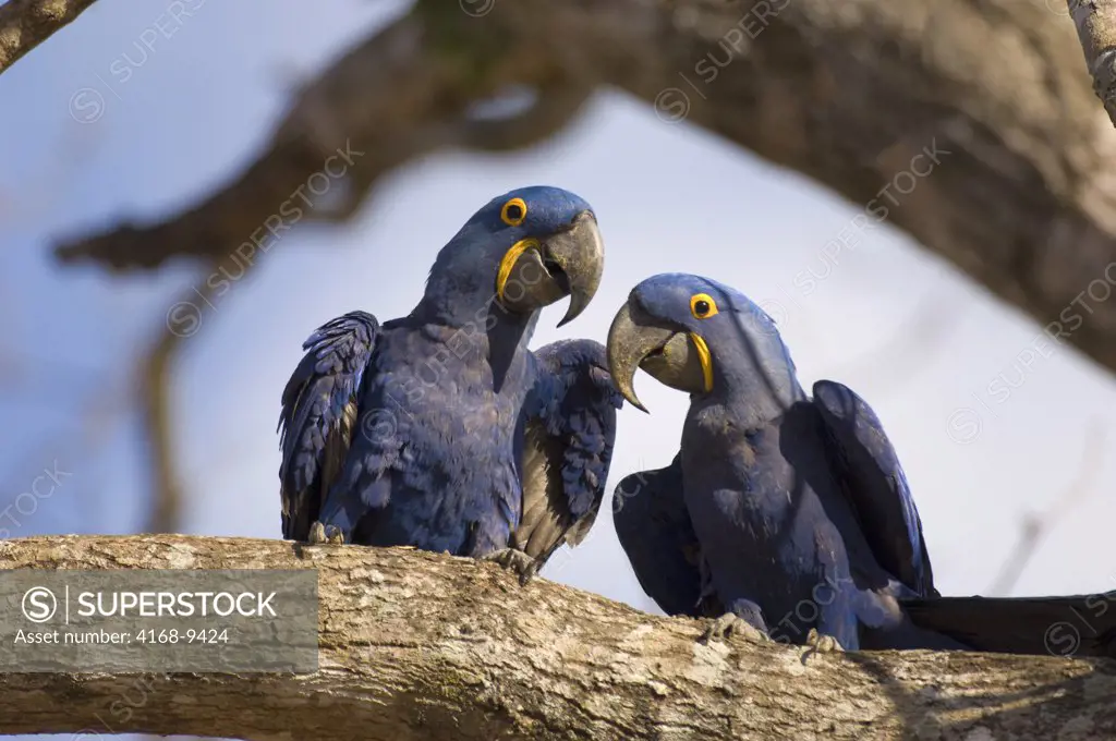 Brazil, Mato Grosso, Pantanal, Refugio Ecologico Caiman, Hyacinth Macaw Couple (Anodorhynchus Hyacinthinus)