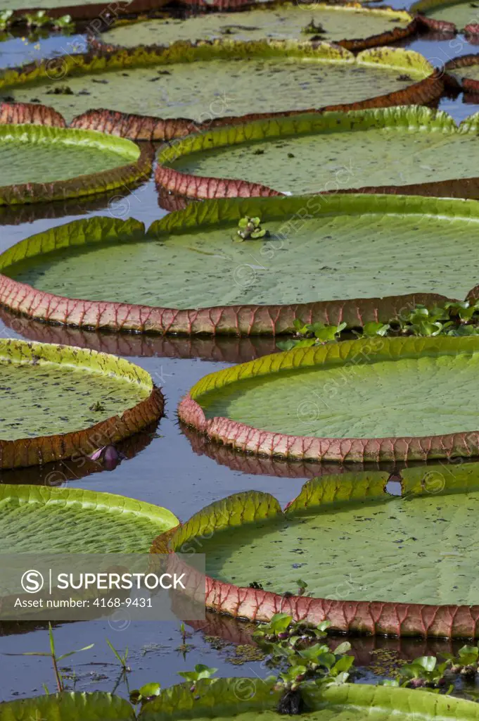 Brazil, Northern Pantanal, Victoria Amazonica Giant Water Lily, Leaves