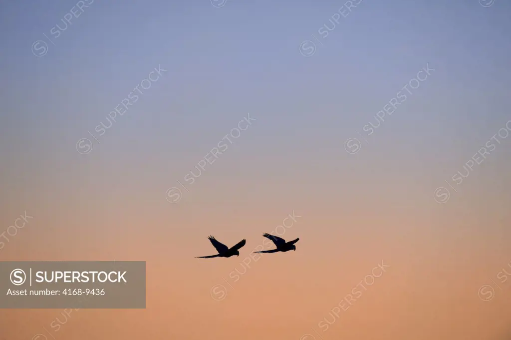 Brazil, Southern Pantanal, Caiman Ranch, Hyacinth Macaws (Anodorhynchus Hyacinthinus) In Flight, Evening Sky In Background