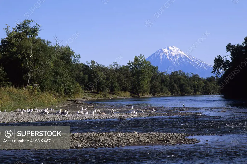 Russia, Kamchatka, Near Petropavlovsk, View Of Koryak Volcano, Avacha River (Foreground)