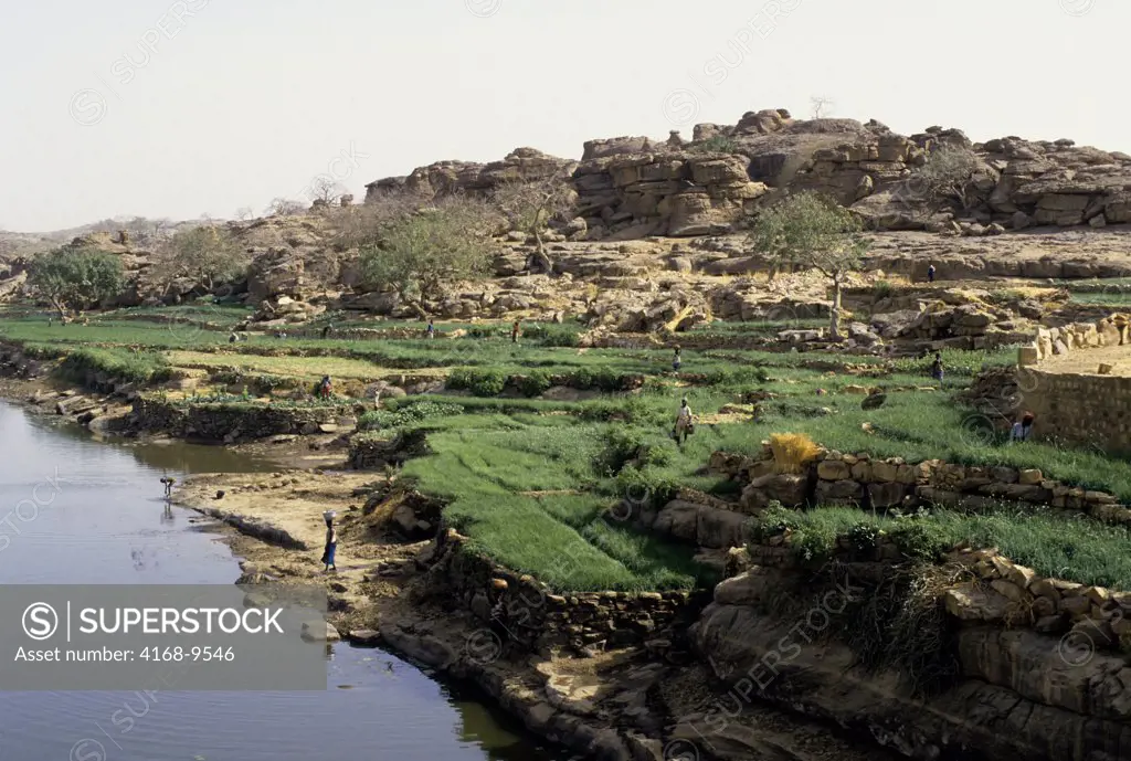 Mali, Dogon Country, People Working In Onion Fields (Cash Crop) Along The River