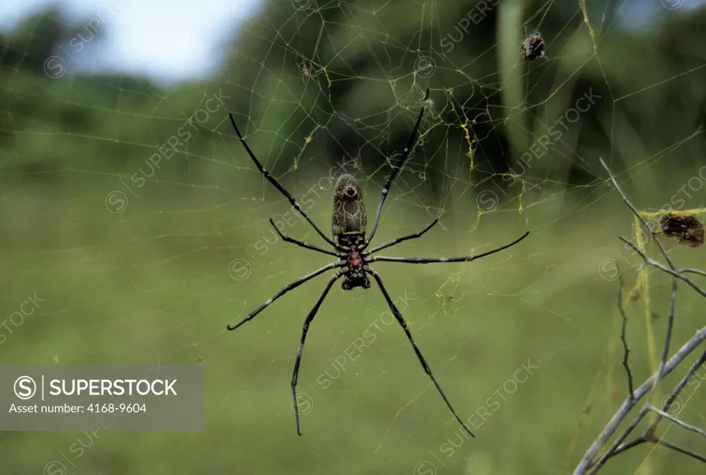Indonesia, Komodo Island, Spider