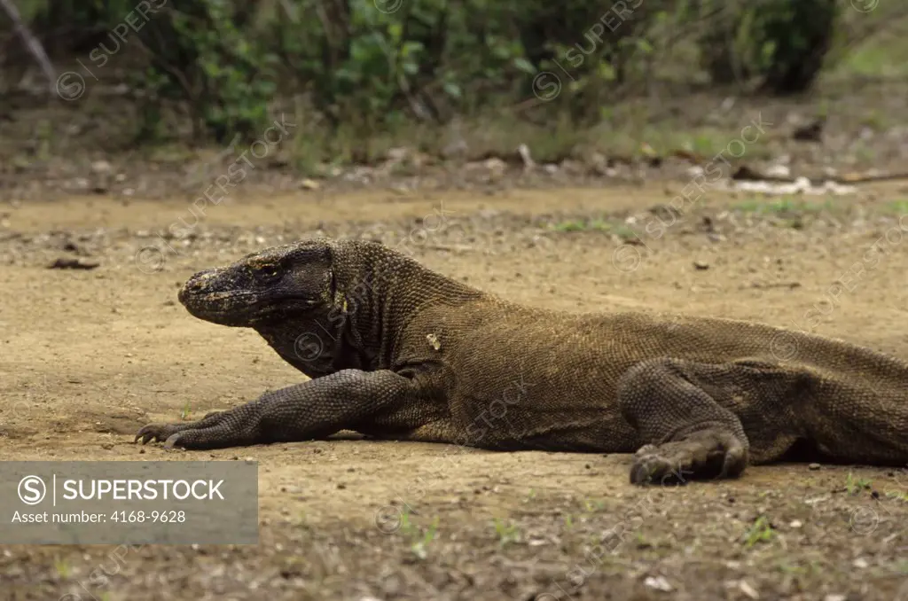 Indonesia, Komodo Island, Komodo Dragon (Monitor Lizard)