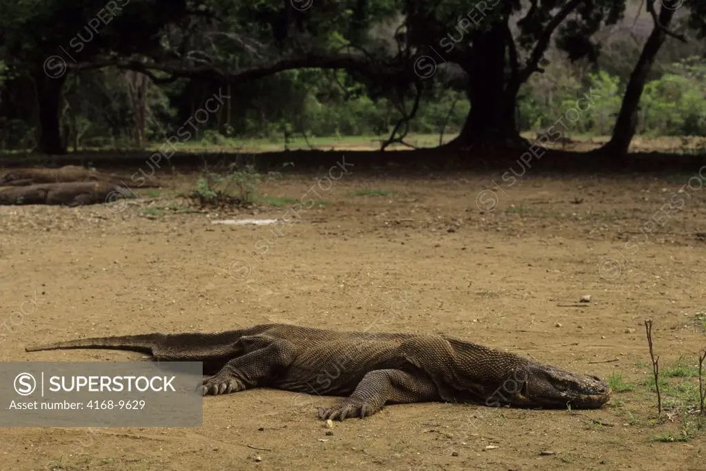 Indonesia, Komodo Island, Komodo Dragon(Monitor Lizard), Starving After End Of Feeding Program