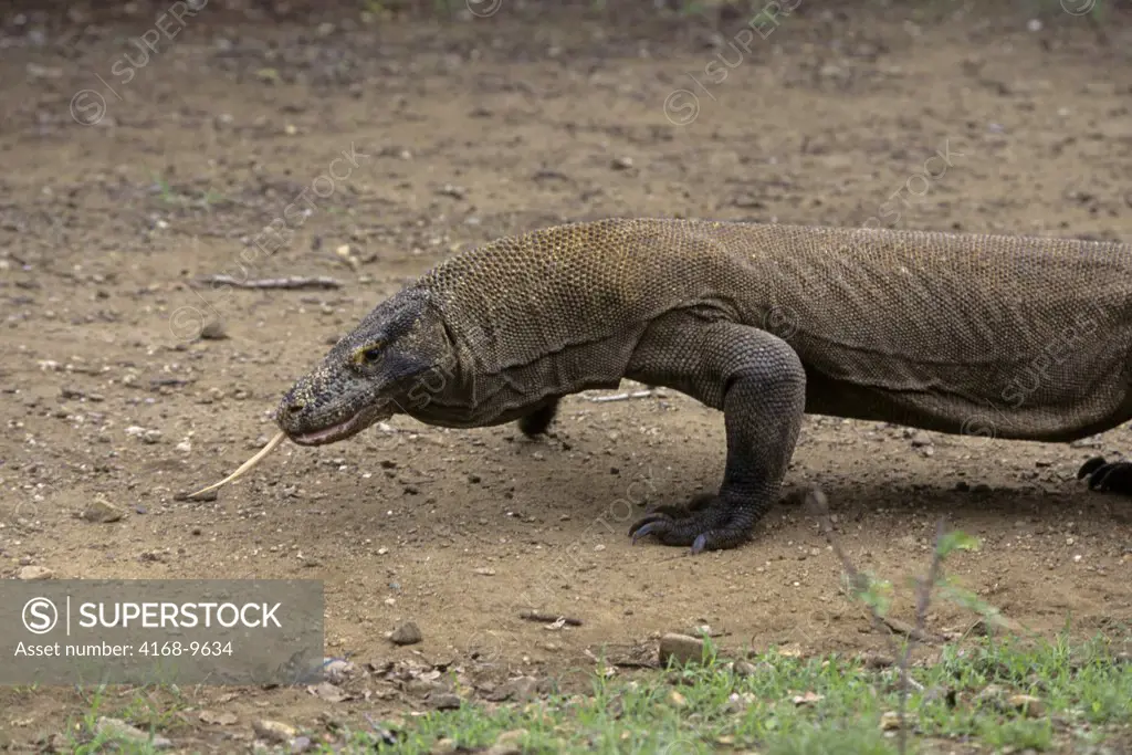 Indonesia, Komodo Island, Komodo Dragon(Monitor Lizard), Tongue