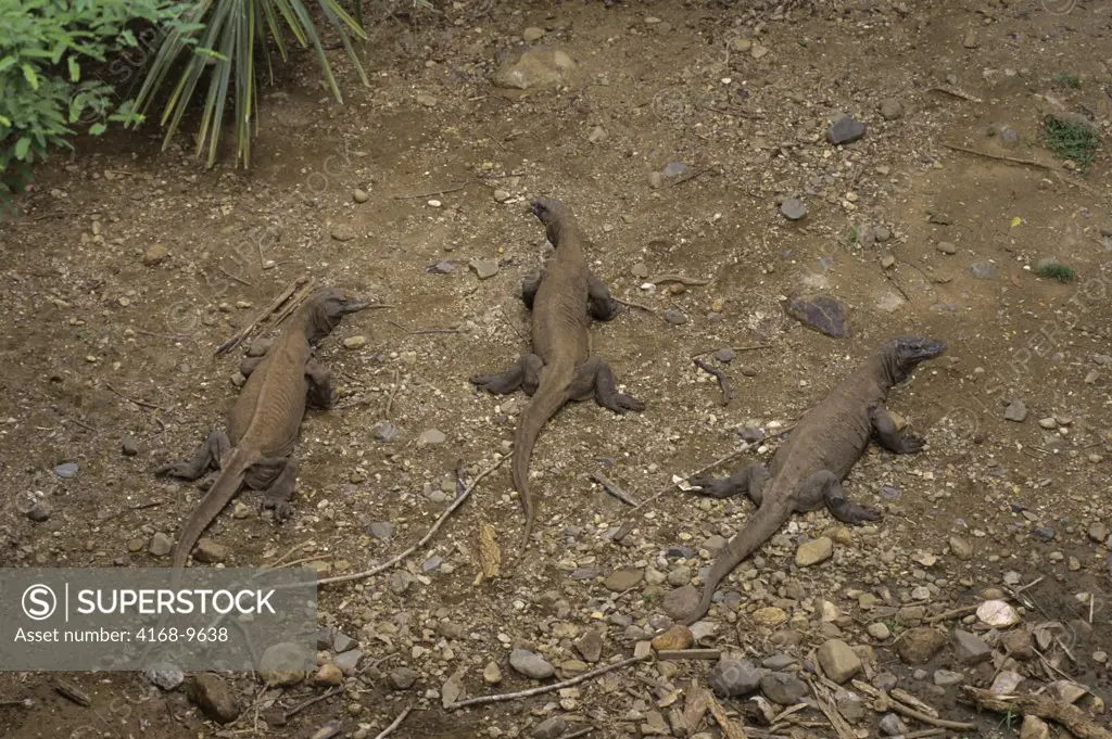 Indonesia, Komodo Island, Komodo Dragons(Monitor Lizards) In Ravine