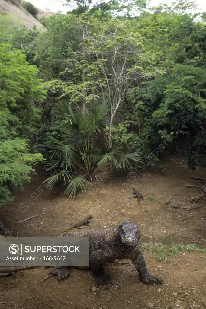 Indonesia, Komodo Island, Komodo Dragon(Monitor Lizard) Climbing Up Slope