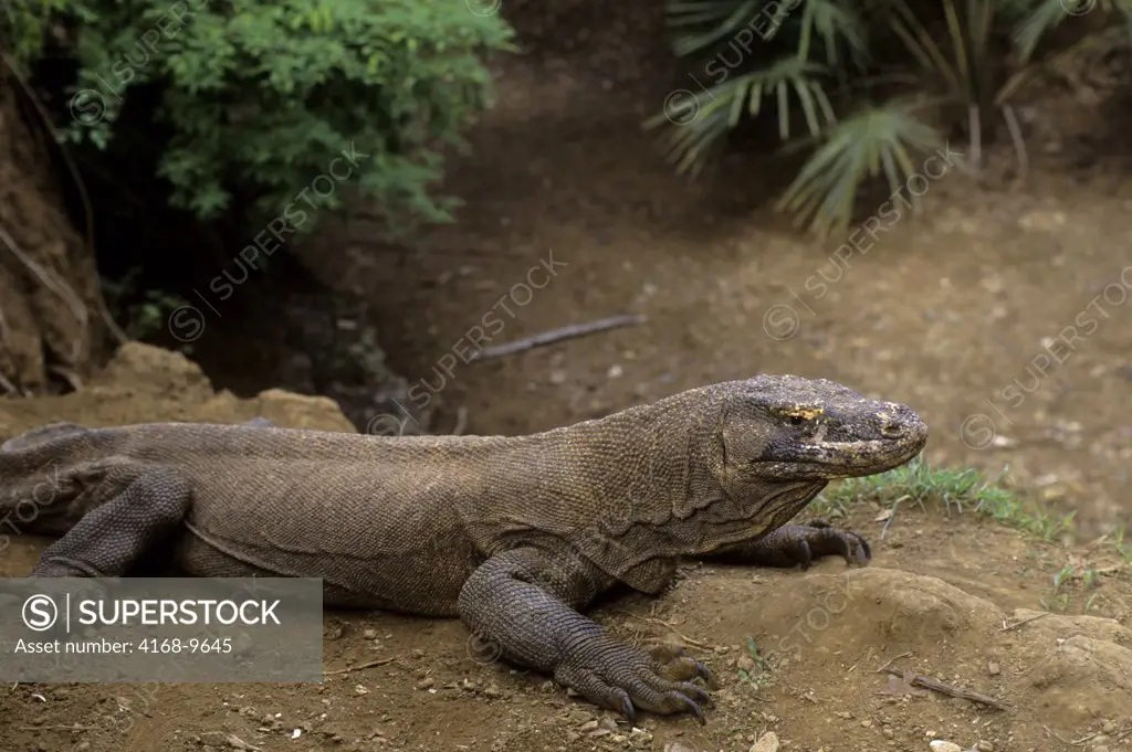 Indonesia, Komodo Island, Komodo Dragon(Monitor Lizard)