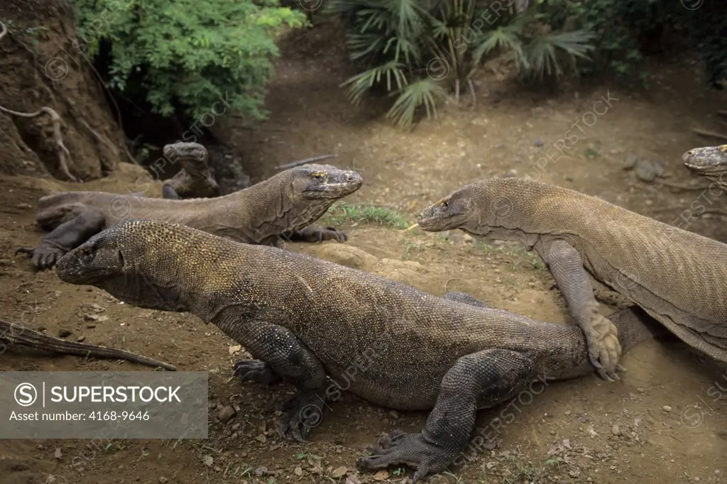 Indonesia, Komodo Island, Komodo Dragons(Monitor Lizards)
