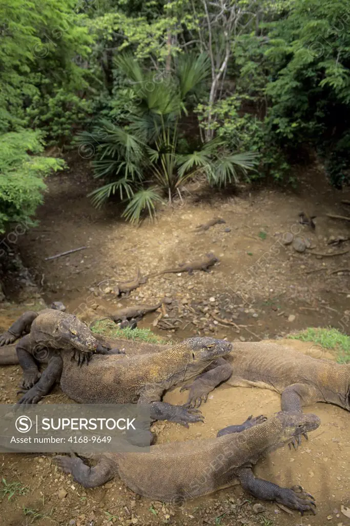 Indonesia, Komodo Island, Komodo Dragons(Monitor Lizards)