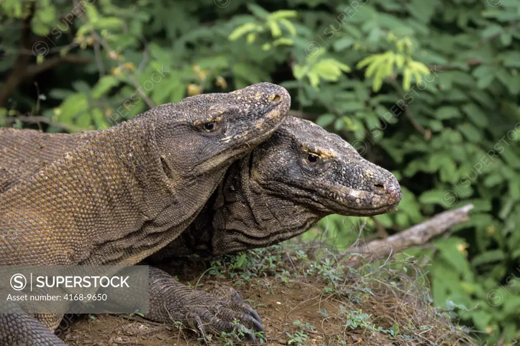 Indonesia, Komodo Island, Komodo Dragons(Monitor Lizards), Close-Up