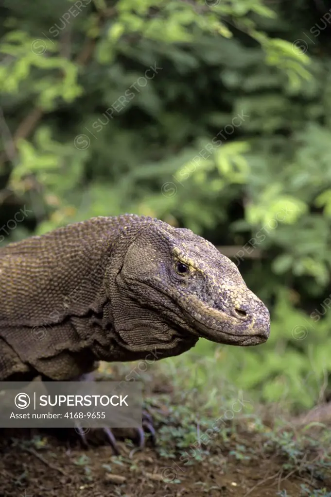 Indonesia, Komodo Island, Komodo Dragon(Monitor Lizard), Close-Up