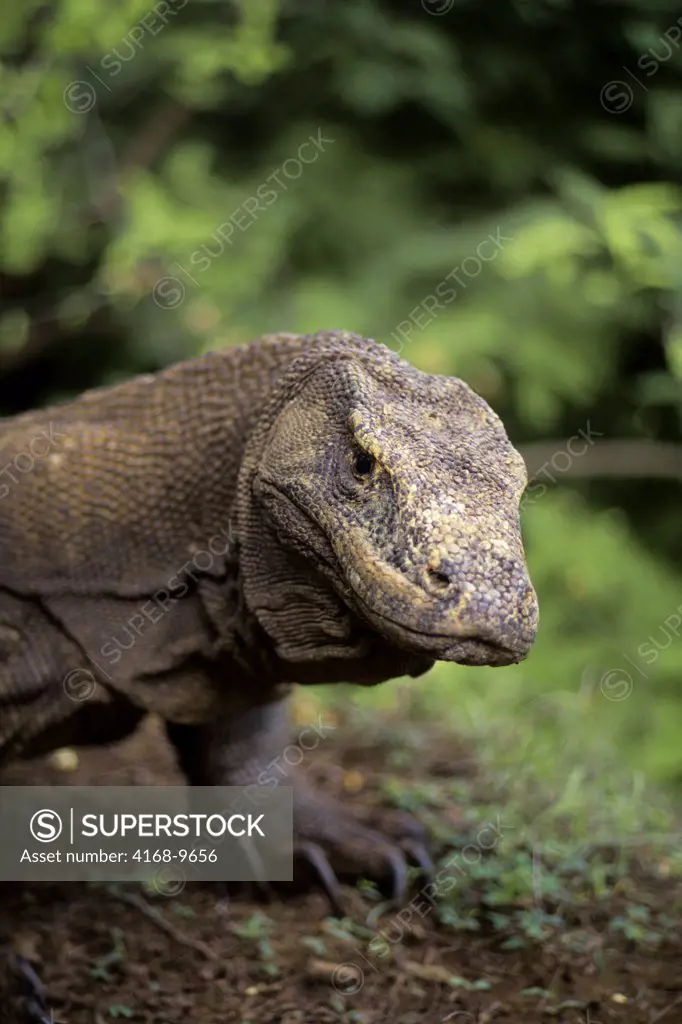 Indonesia, Komodo Island, Komodo Dragon(Monitor Lizard), Close-Up