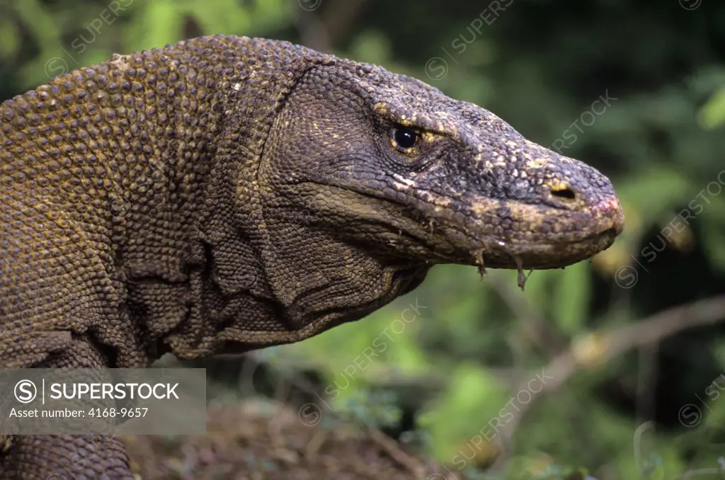 Indonesia, Komodo Island, Komodo Dragon(Monitor Lizard), Portrait