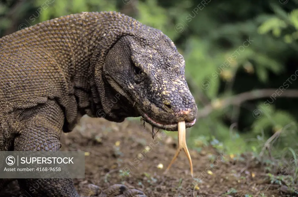 Indonesia, Komodo Island, Komodo Dragon(Monitor Lizard), Portrait, Tongue