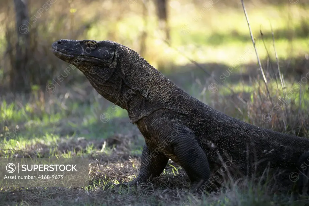 Indonesia, Komodo Island, Komodo Dragon (Monitor Lizard)