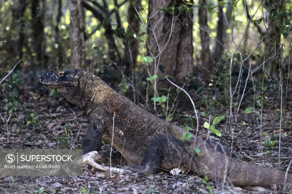 Indonesia, Komodo Island, Komodo Dragon (Monitor Lizard)