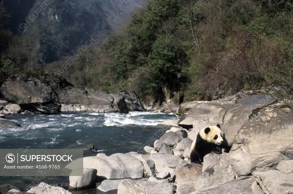 China, Sichuan Province, Wolong Panda Reserve, Giant  Panda Cub (Ailuropoda Melanoleuca), 6 Months Old, Creek