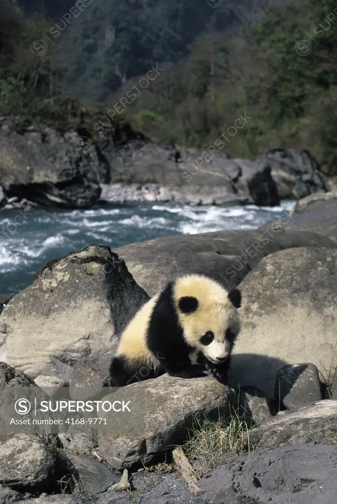 China, Sichuan Province, Wolong Panda Reserve, Giant  Panda Cub (Ailuropoda Melanoleuca), 6 Months Old, Creek