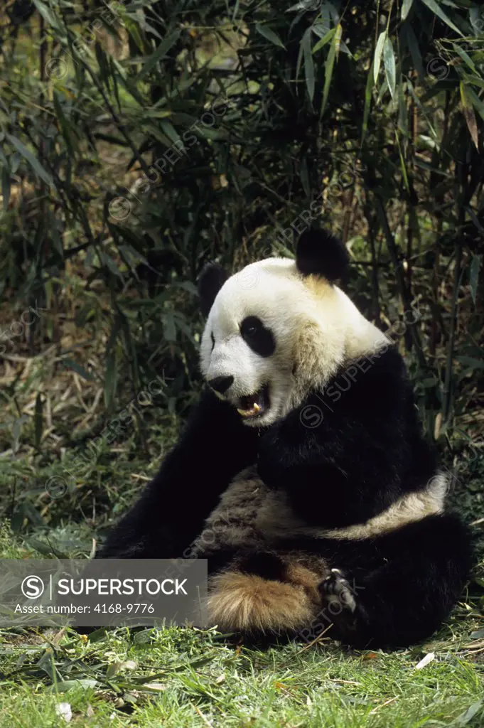 China, Sichuan Province, Wolong Panda Reserve, Giant  Panda (Ailuropoda Melanoleuca), Sitting