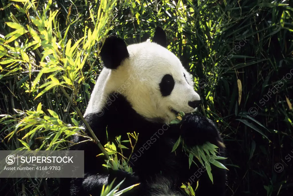 China, Sichuan Province, Wolong Panda Reserve, Giant  Panda (Ailuropoda Melanoleuca), Close-Up, Feeding On Bamboo