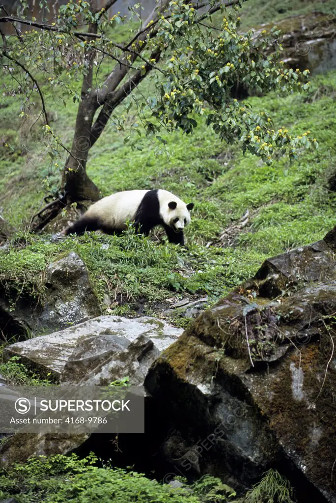 China, Sichuan Province, Wolong Panda Reserve, Giant  Panda (Ailuropoda Melanoleuca) On Hillside