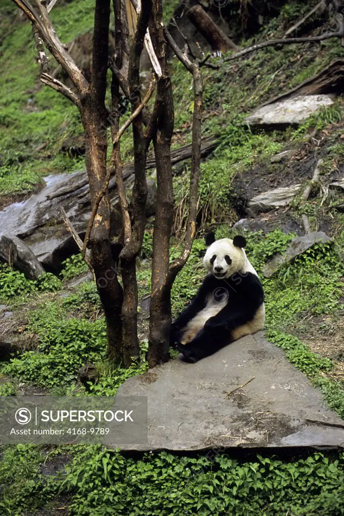 China, Sichuan Province, Wolong Panda Reserve, Giant  Panda (Ailuropoda Melanoleuca) On Rock