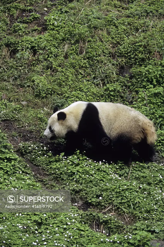China, Sichuan Province, Wolong Panda Reserve, Giant  Panda (Ailuropoda Melanoleuca), Wildflowers