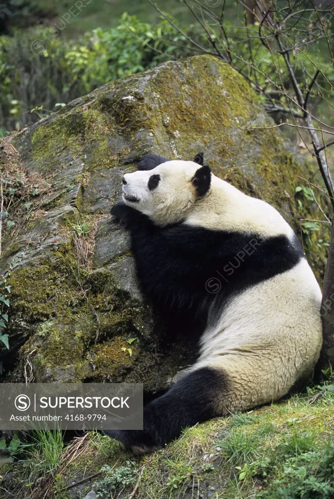 China, Sichuan Province, Wolong Panda Reserve, Giant  Panda (Ailuropoda Melanoleuca), Sitting