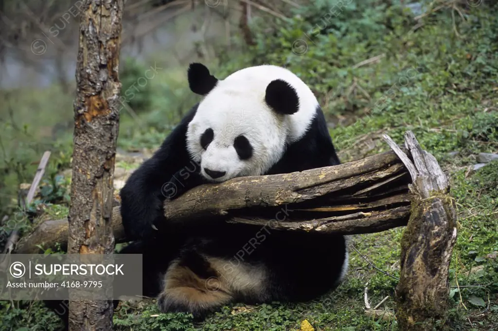 China, Sichuan Province, Wolong Panda Reserve, Giant  Panda (Ailuropoda Melanoleuca), Sleeping