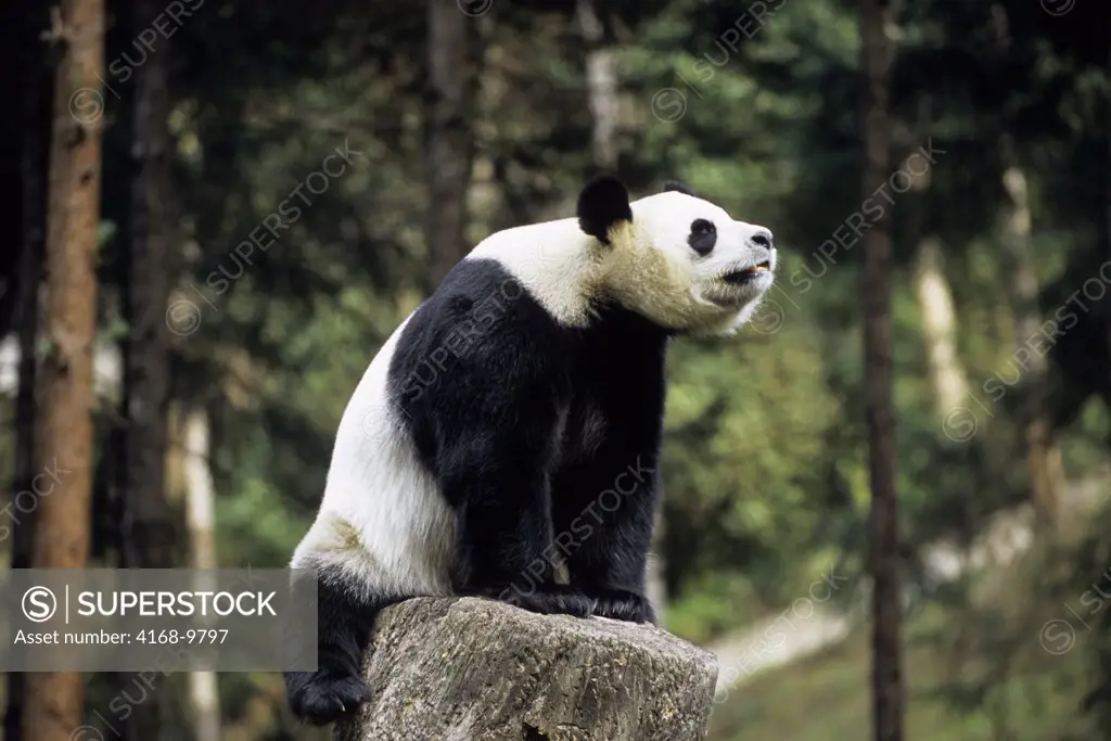 China, Sichuan Province, Wolong Panda Reserve, Giant  Panda (Ailuropoda Melanoleuca) On Tree Stump