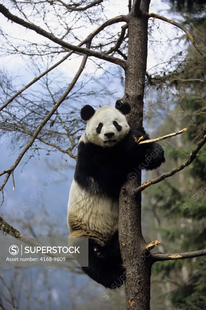 China, Sichuan Province, Wolong Panda Reserve, Giant  Panda (Ailuropoda Melanoleuca) In Tree
