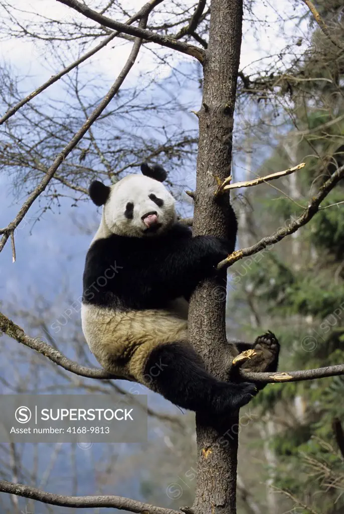 China, Sichuan Province, Wolong Panda Reserve, Giant  Panda (Ailuropoda Melanoleuca) In Tree