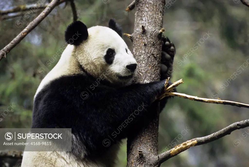 China, Sichuan Province, Wolong Panda Reserve, Giant  Panda (Ailuropoda Melanoleuca) In Tree, Close-Up