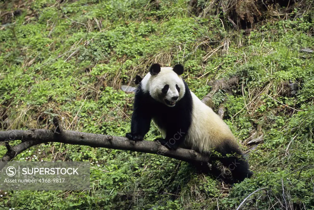 China, Sichuan Province, Wolong Panda Reserve, Giant  Panda (Ailuropoda Melanoleuca) On Tree