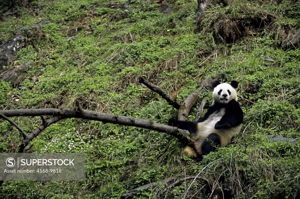 China, Sichuan Province, Wolong Panda Reserve, Giant  Panda (Ailuropoda Melanoleuca)