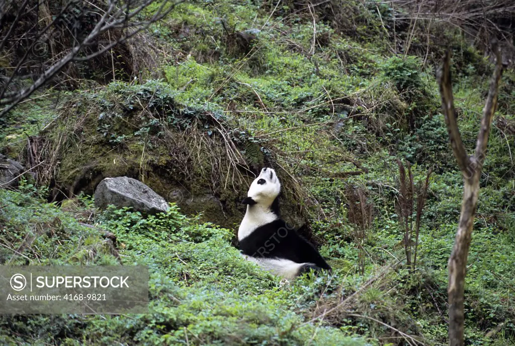 China, Sichuan Province, Wolong Panda Reserve, Giant  Panda (Ailuropoda Melanoleuca) Sitting