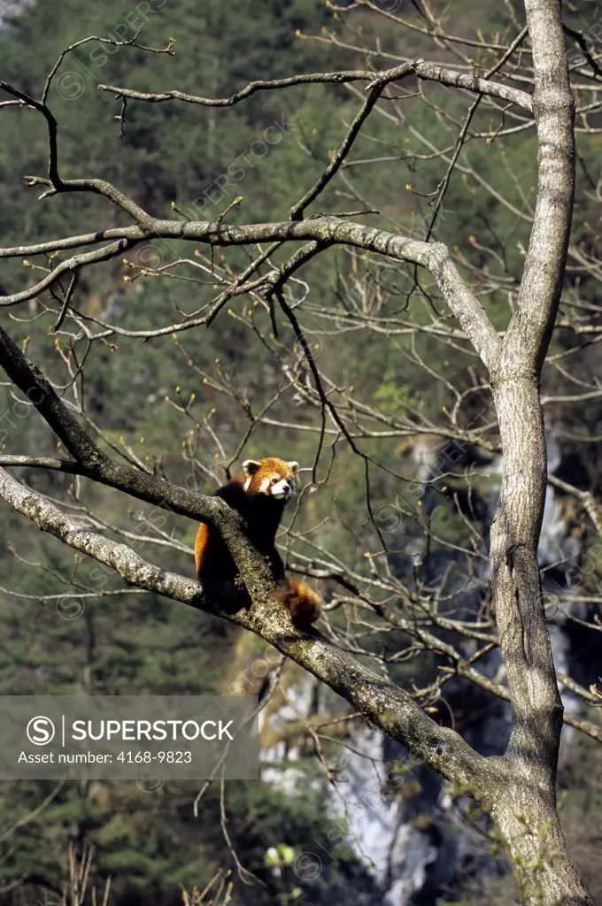 China, Sichuan Province, Wolong Panda Reserve, Red Panda (Ailurus Fulgens) In Tree