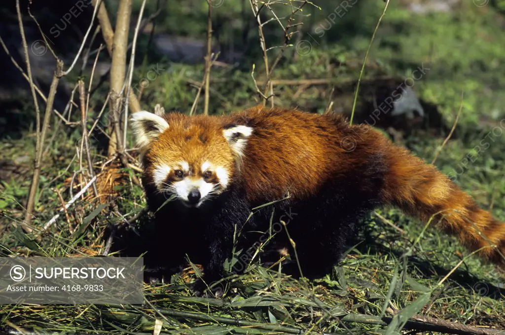 China, Sichuan Province, Wolong Panda Reserve, Red Panda (Ailurus Fulgens)