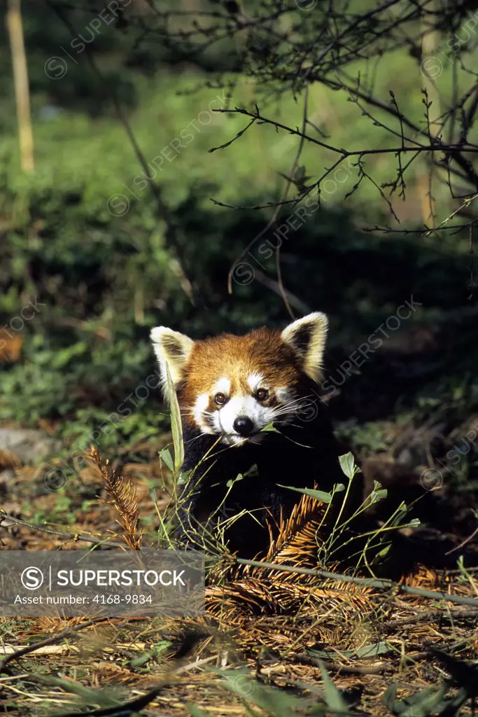 China, Sichuan Province, Wolong Panda Reserve, Red Panda (Ailurus Fulgens)